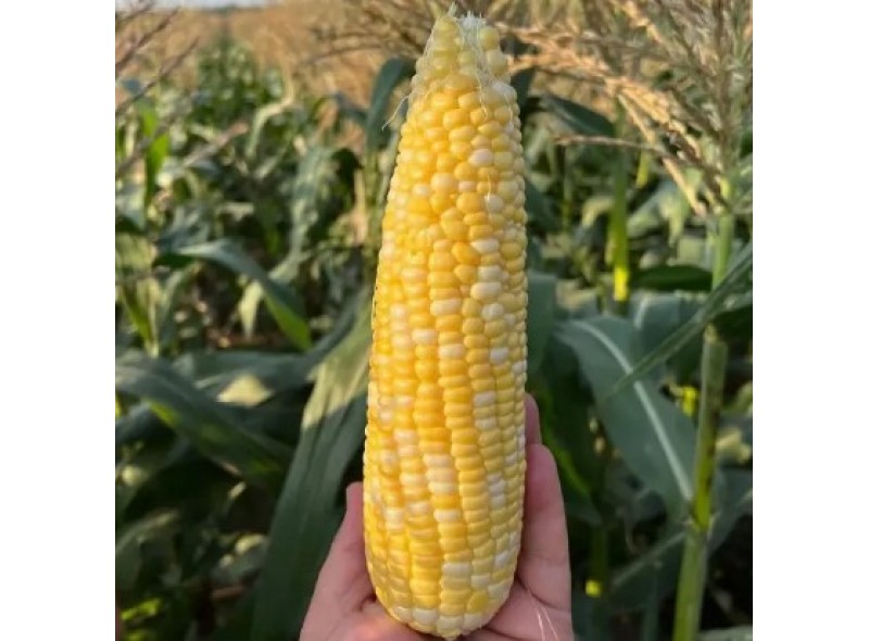 Прерия F1 – семена сахарной кукурузы, 5000сем., Libra Seeds